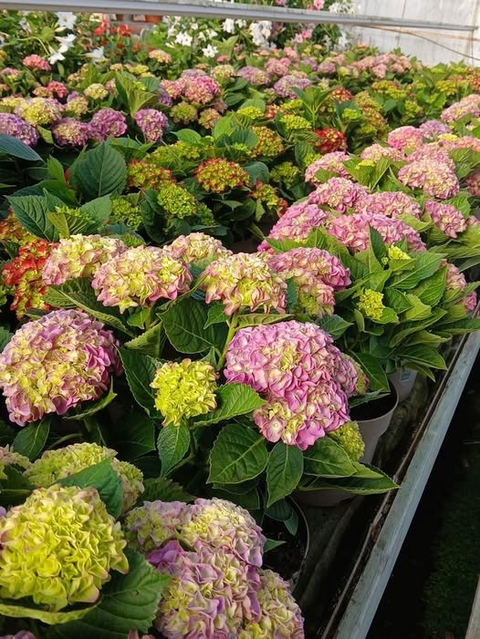 GARTNERIET KORSHØJ har fået frilands-hortensia hjem til 150 kr. stykket