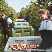 REMA 1000 Halgårdvej tilbyder danske æbler fra Ørskov Frugt til 18 kr.