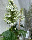 Florist Pernille DB takker for en travl uge og glæder sig til næste uges begivenheder