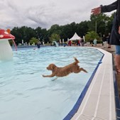 Hundesvømning i Badesøen