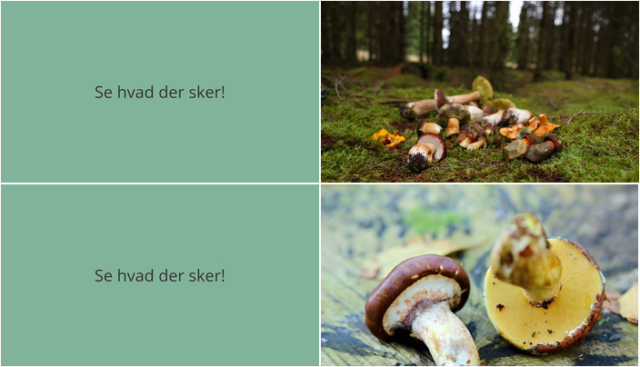 Svampetur i Randbøl: Find og lær om vilde svampe denne weekend