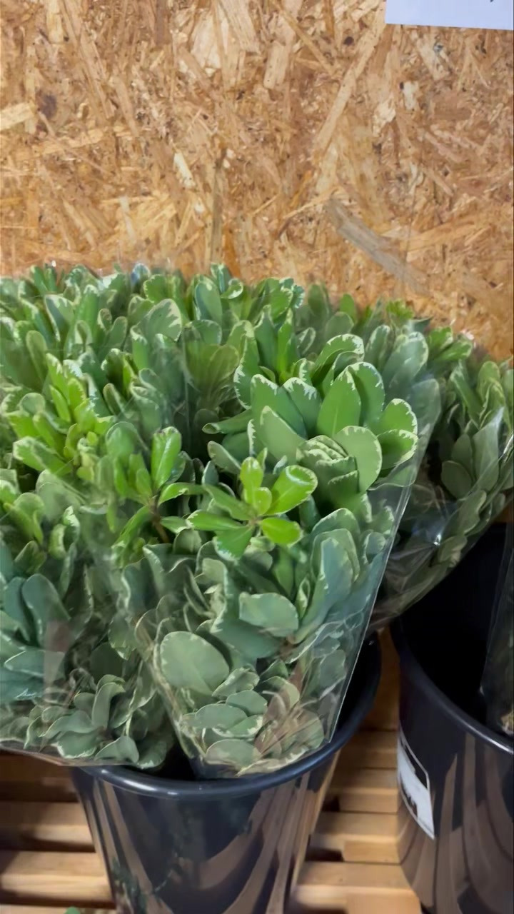 Midtjysk blomstermarked tilbyder friske snitblomster til kun 50 kr. pr. bundt