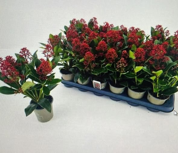 Meny Aabybro tilbyder ja tak tilbud på skimmia til julen