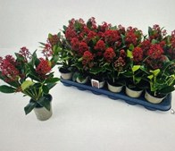 Meny Aabybro tilbyder ja tak tilbud på skimmia til julen