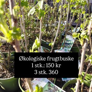 Opslagsbillede