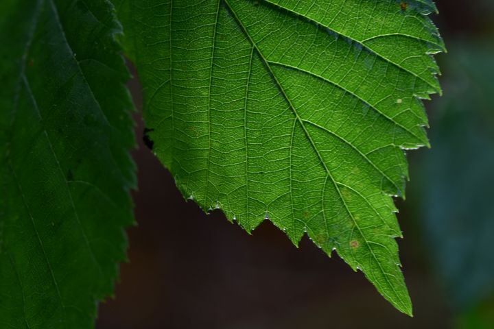 Næste skridt mod den grønne omstilling af Billund Kommune er taget