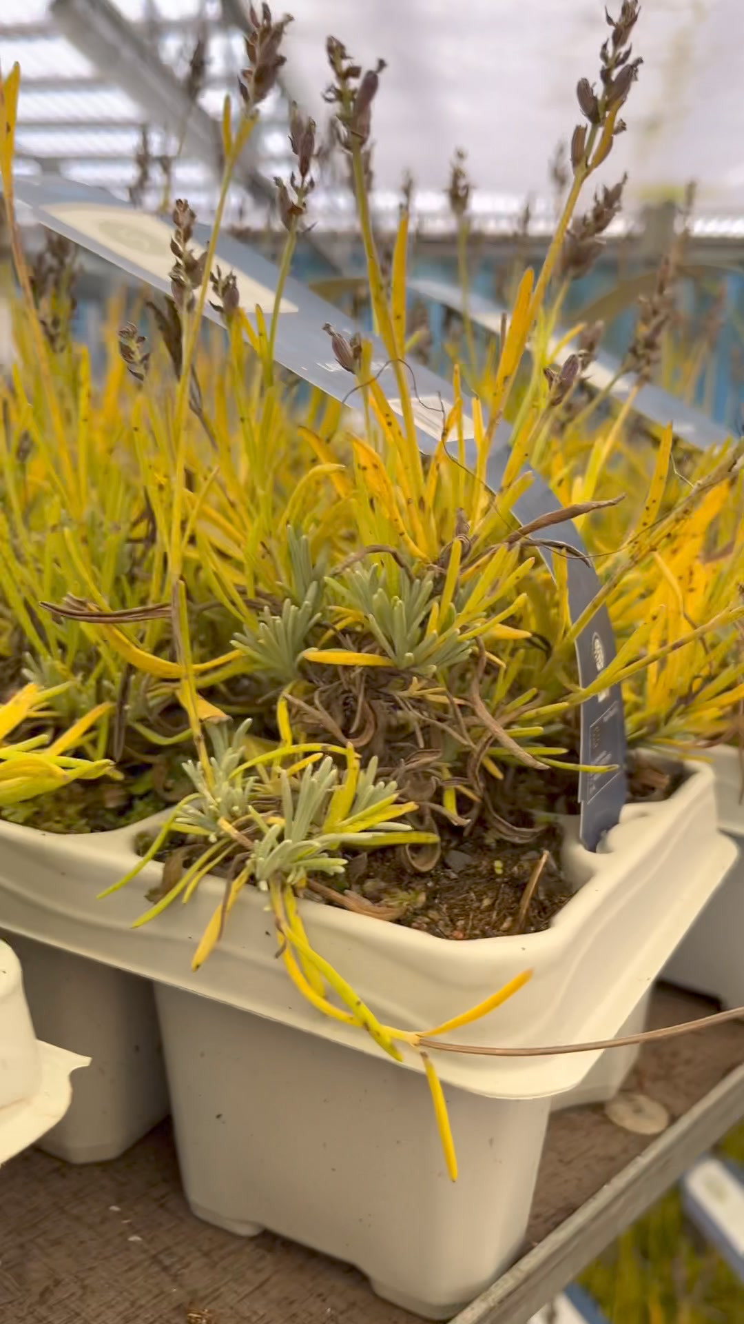 Nyt fra Midtjysk blomstermarked 