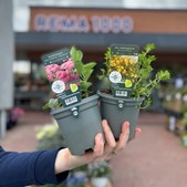 REMA 1000 Halgårdvej introducerer stauder til gavn for havens insekter