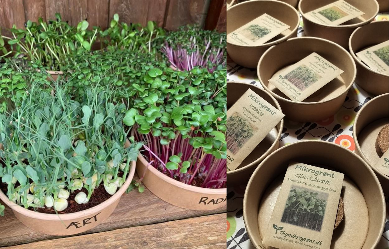 Oplev de fantastiske fordele ved mikrogrønt fra Thy Mikrogrønt hos Stensballegaard Gods julemarked