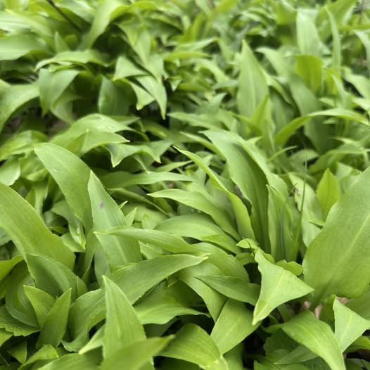 Den Hvide Hest Kolding udforsker forårets smage med nænsom hånd i køkkenet