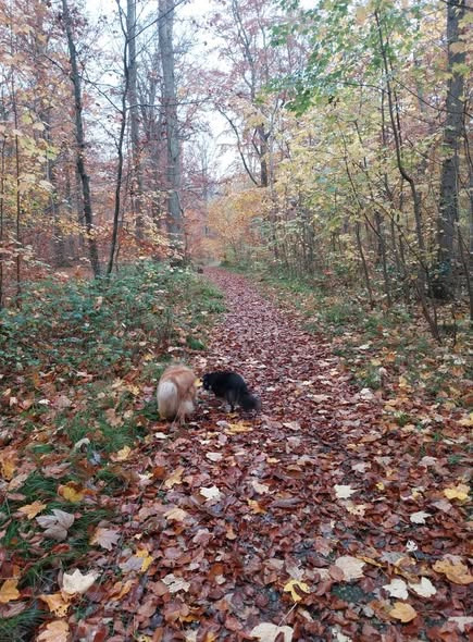 Tulipa Blomster & Havedesign inviterer til nordisk jul i butikken