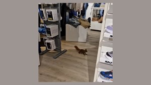 Egern på tilbudsjagt i Børneshoppen Brønderslev