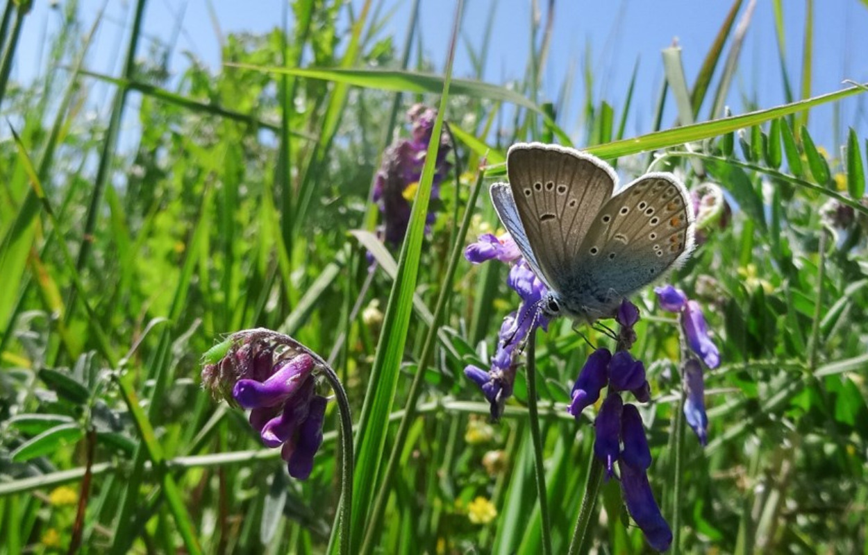 Hjørring Kommune er en af Danmarks vildeste kommuner