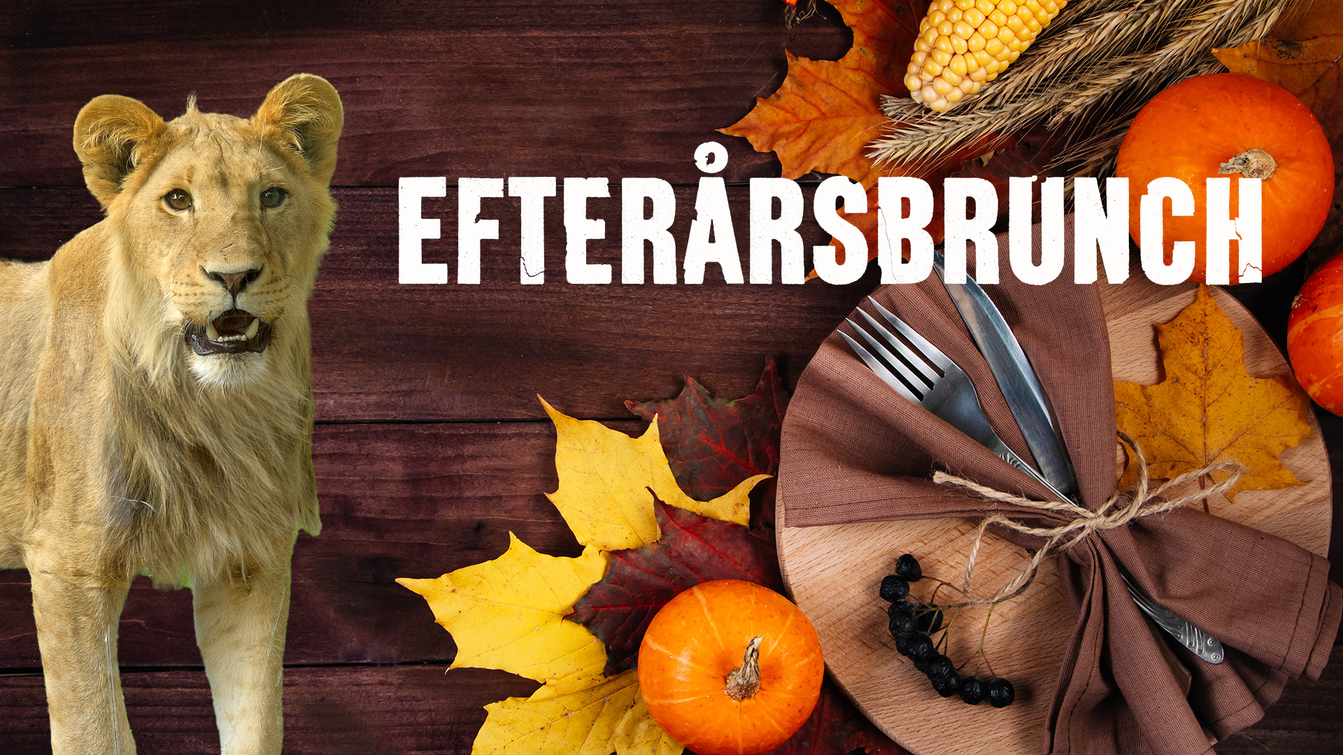 Brunch med løverne i Ree Park Safari