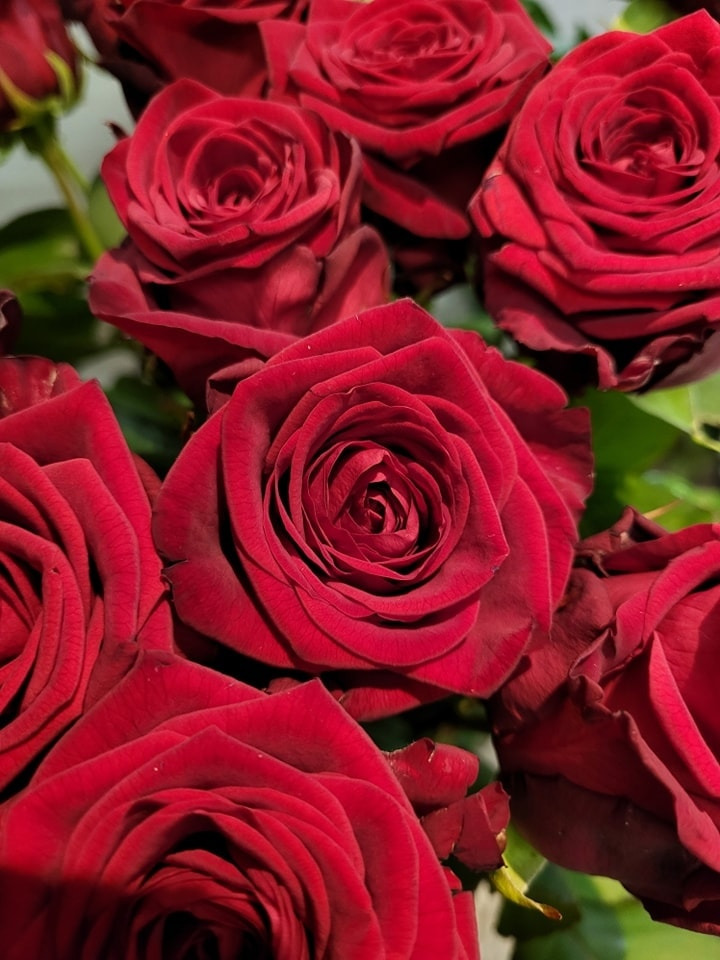 Asmild Plantecenter ApS tilbyder hjælp til studentergaver med roser og huer