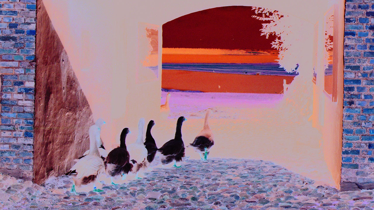 Oplev en dag i fårets tegn på Skarregaard Natur- og Kulturcenter