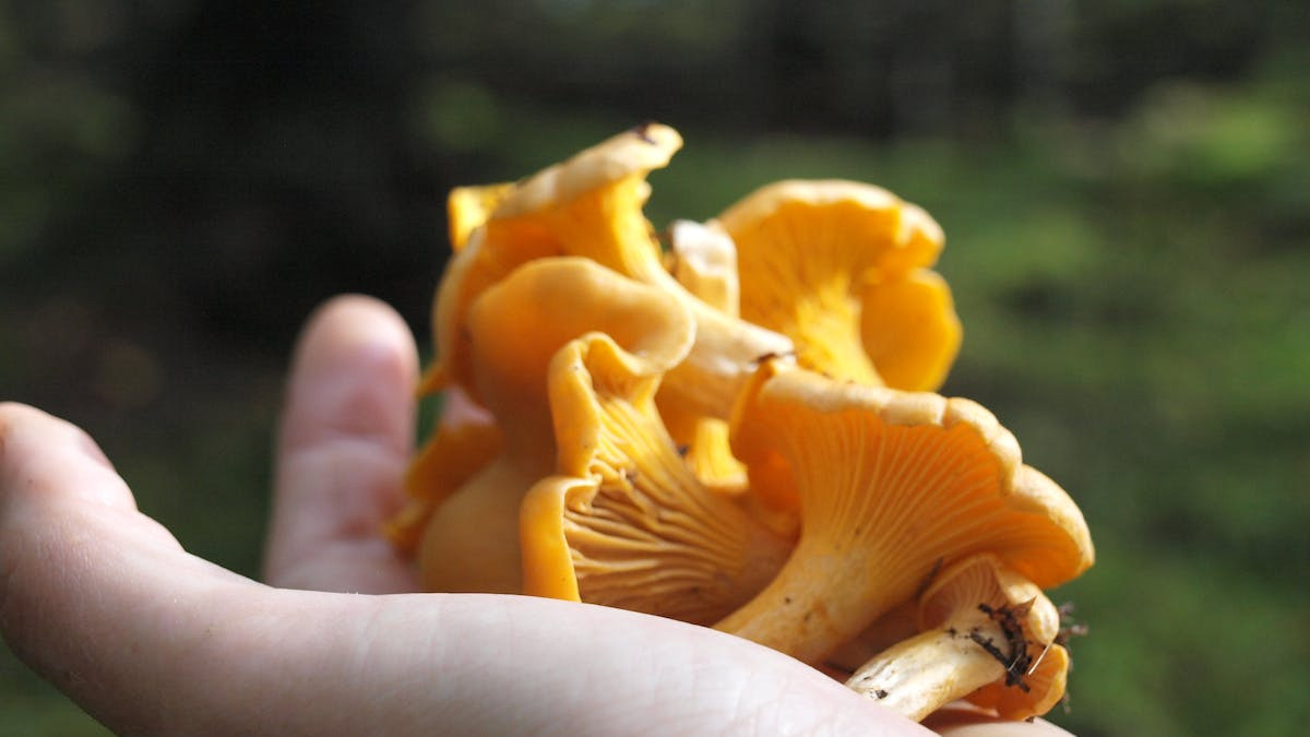 Tag på svampetur i Asserbo Plantage med Klara Rask