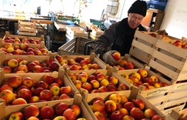 På Karensminde Frugtplantage har æble-Bendt dyrket frugter og bær i snart 90 år