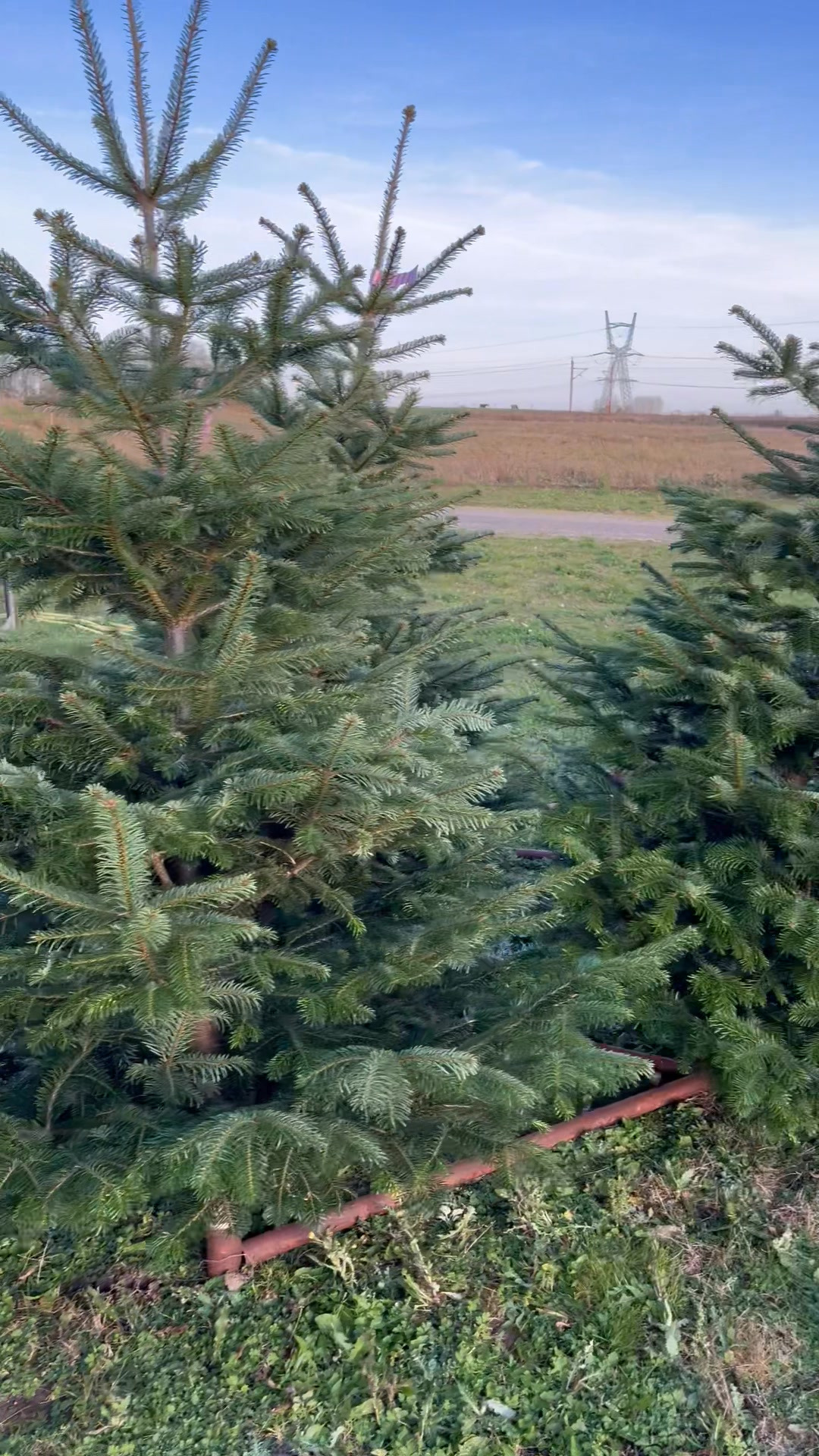 Midtjysk blomstermarked sælger flotte juletræer fra lokal producent til lave priser
