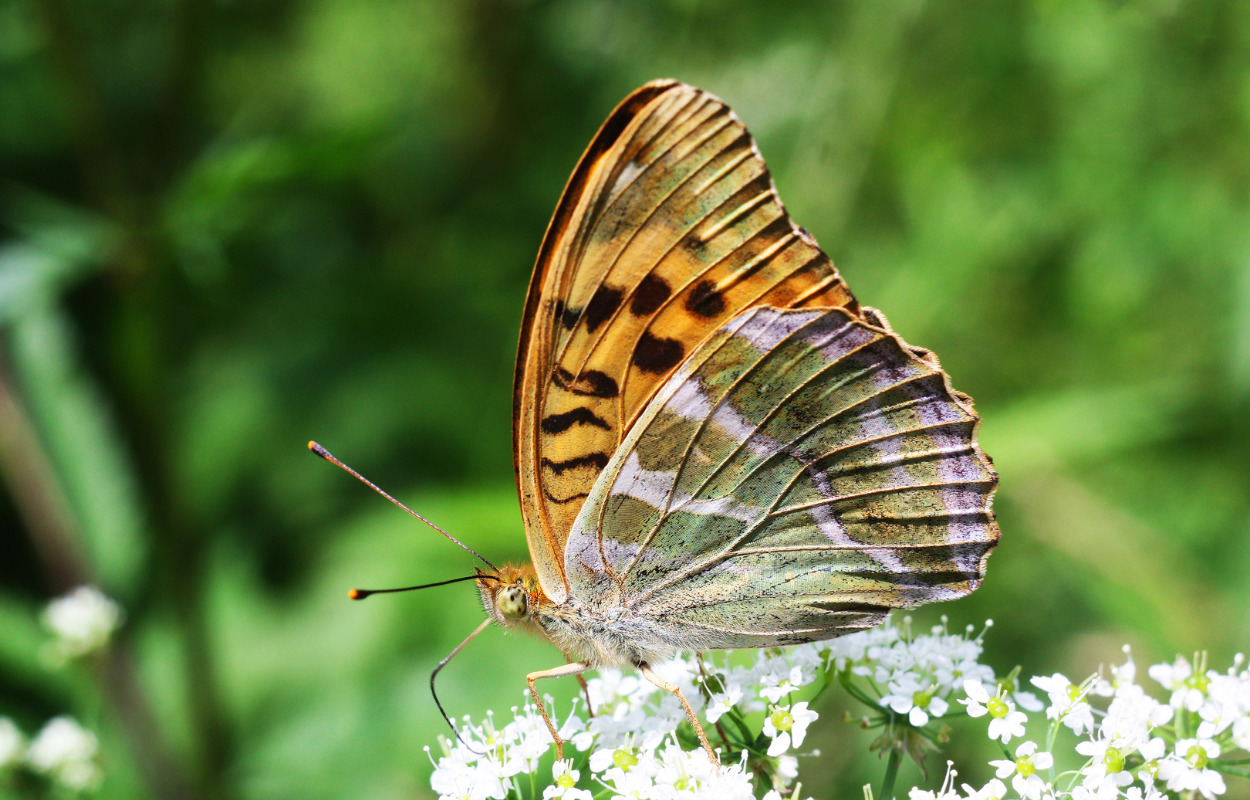 Tag med på Naturvandring ved Feldborg Nørreskov