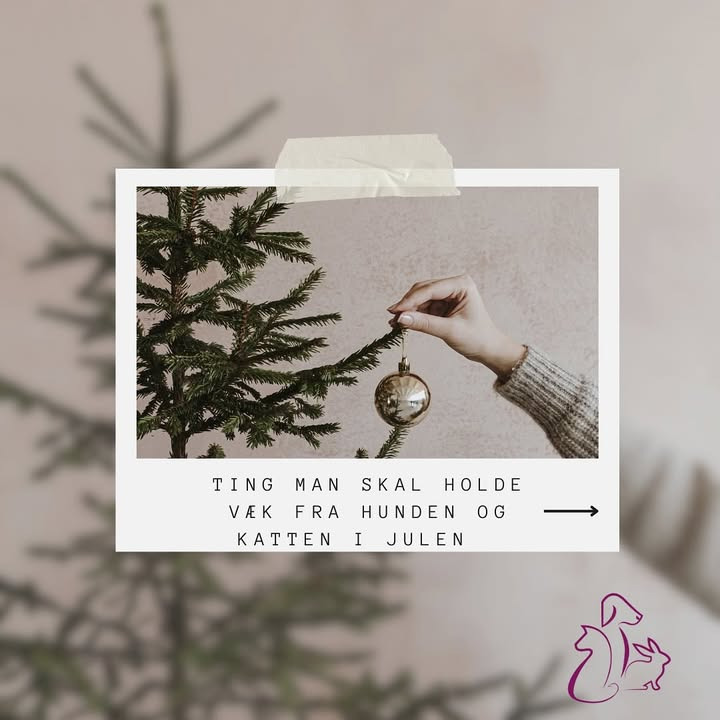 Center Dyreklinik advarer: Hold kæledyrene sikre fra julefarer