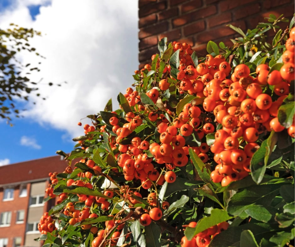 NordVestBO præsenterer: ledig 4-værelses lejlighed i Struers bynære omgivelser med fantastisk lysindfald