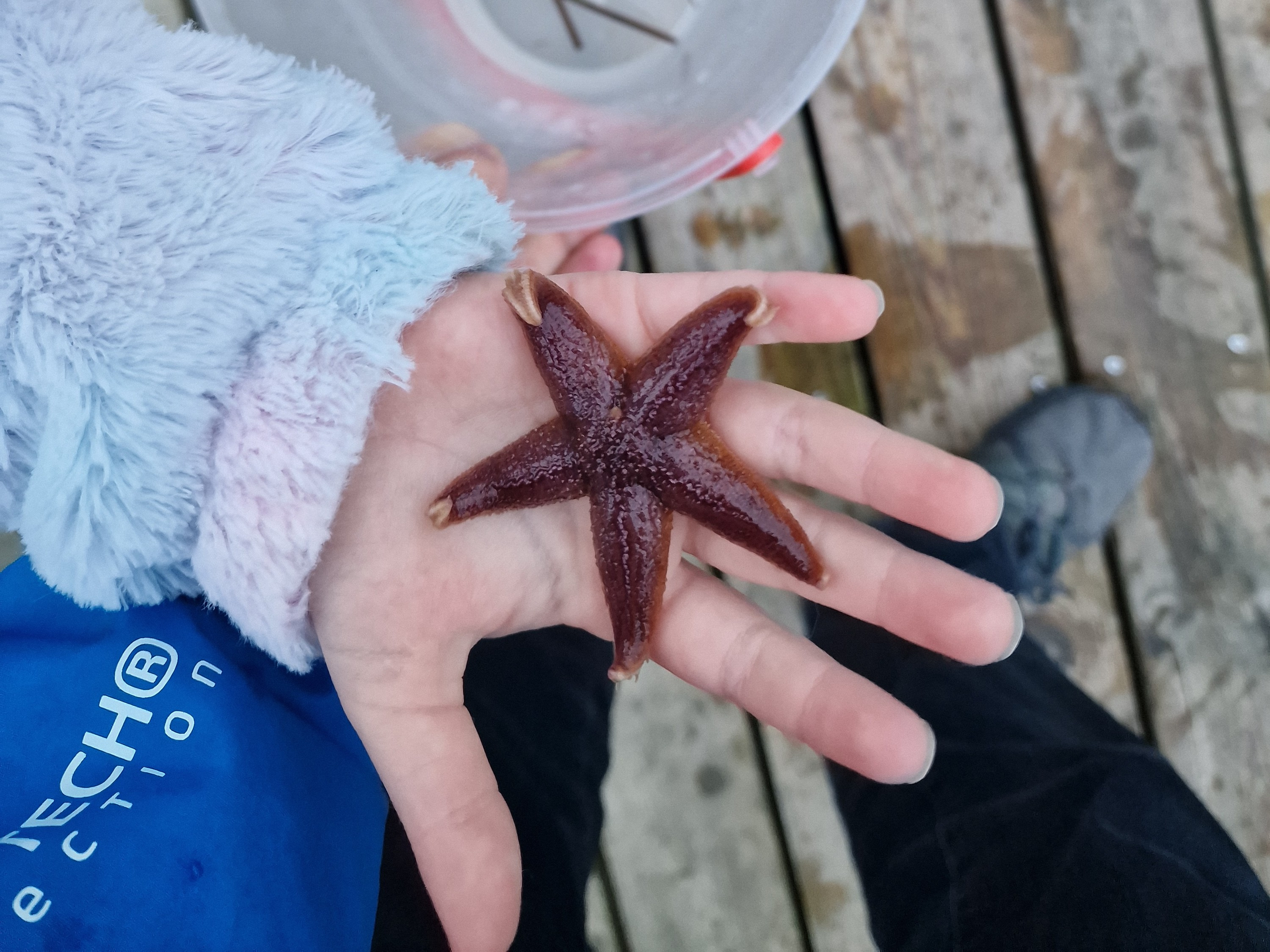 Oplev naturen og fællesskabet på Sanddobberne Camping