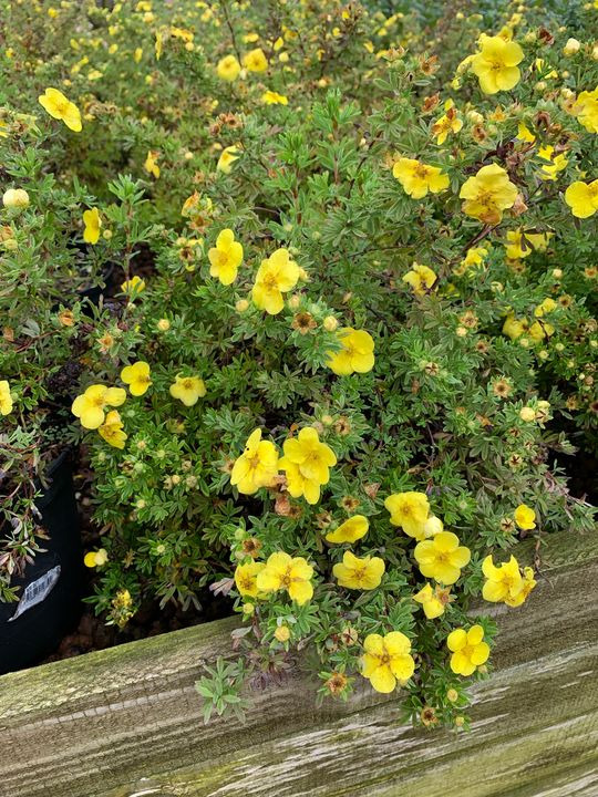 Hold trit med lokalområdet: Nyt fra Brønderslev