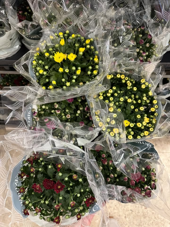 Tilbud på chrysanthemum hos MENY Gl. Skagensvej: Spar 10 kr ved bestilling via Facebook