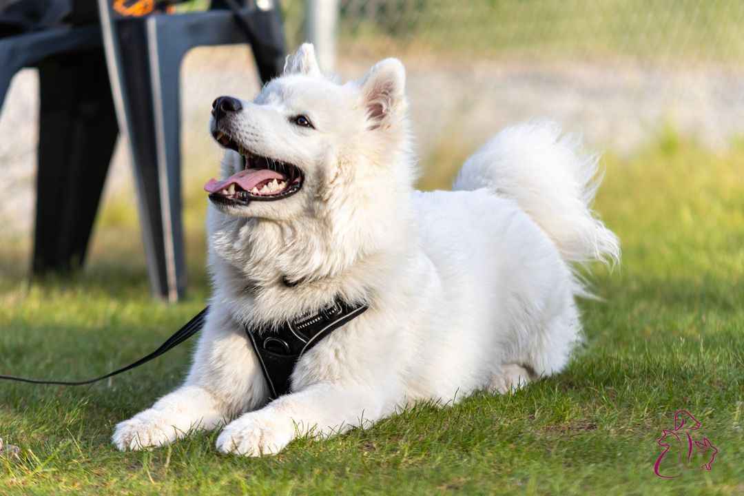 Sidste chance for unghundetræning inden foråret hos Center Dyreklinik