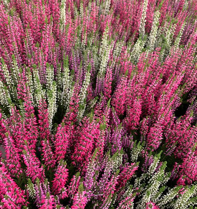 Hold trit med lokalområdet: Nyt fra Brønderslev