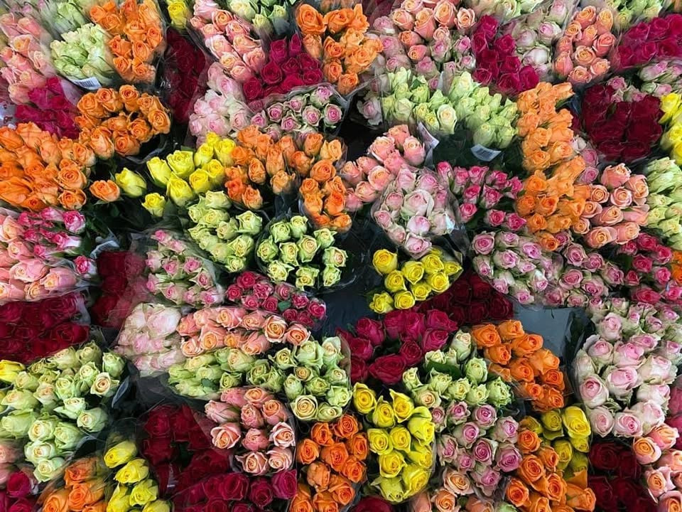 Løvbjerg Frederikshavn tilbyder flotte 50 cm roser til særpris fredag