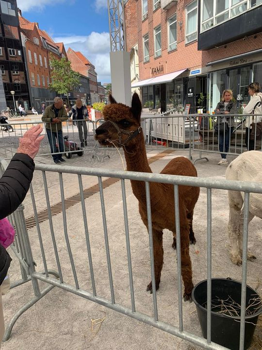 Hold trit med lokalområdet: Nyt fra Hjørring