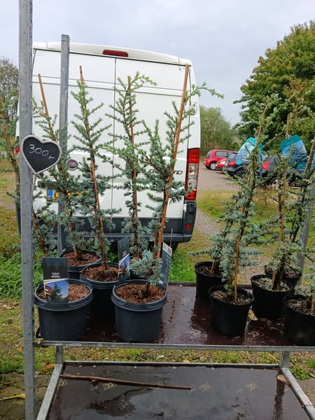 Gartneriet Korshøj byder velkommen til cedertræer og nye stauder