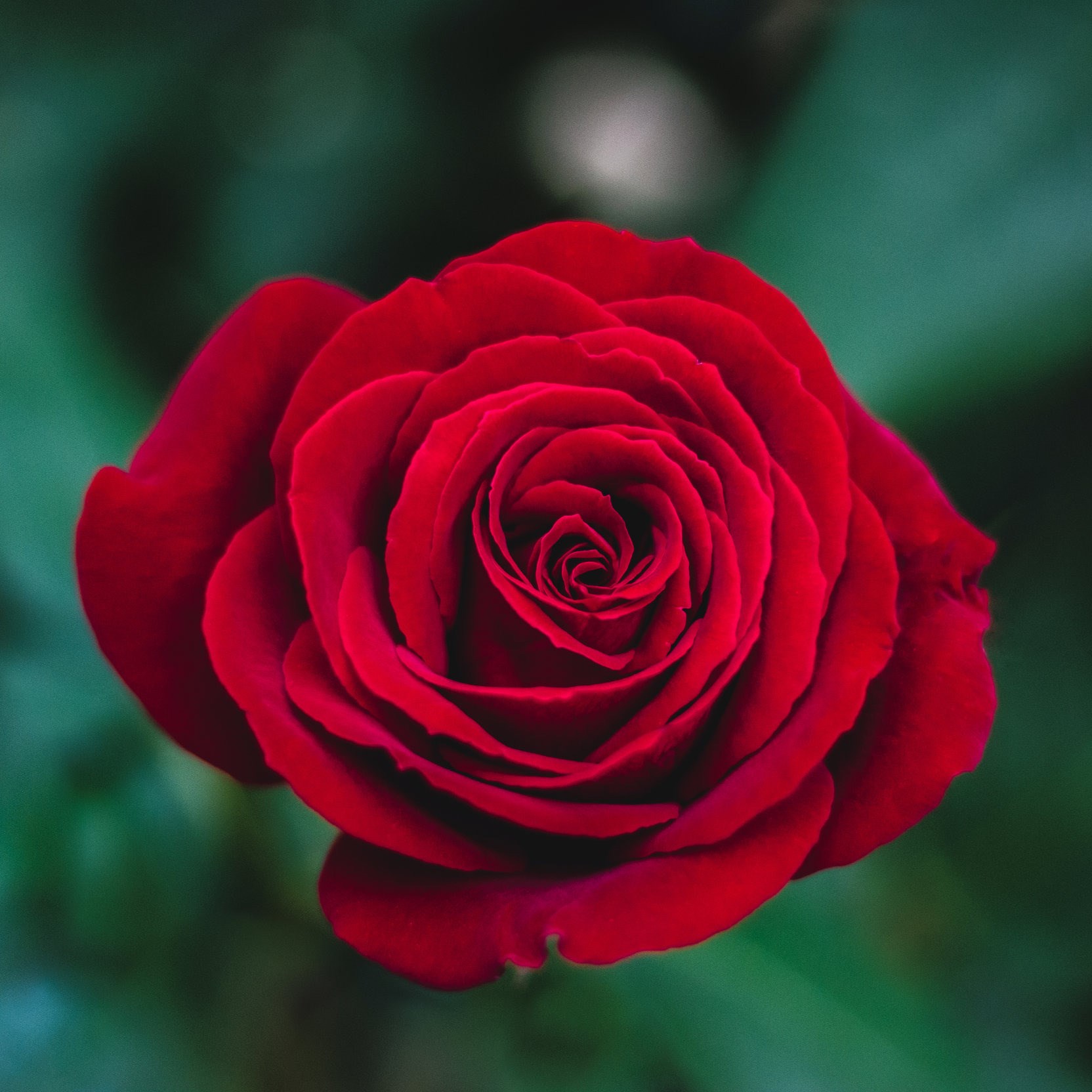 Rosenberg Begravelse