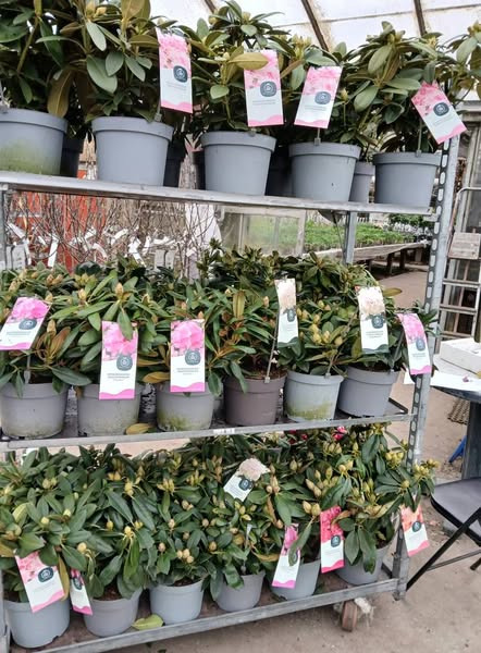 Gartneriet Korshøj tilbyder smukke rododendron i påsken