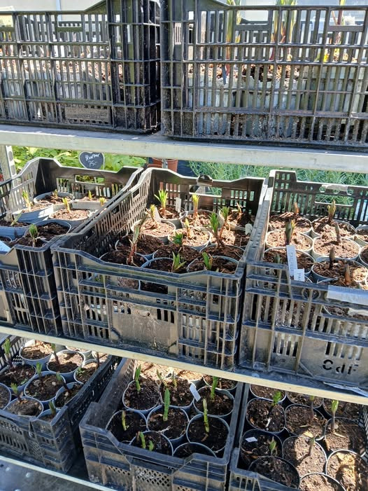 GARTNERIET KORSHØJ tilbyder liljer til 25 kr. og inviterer til planteevent i juni