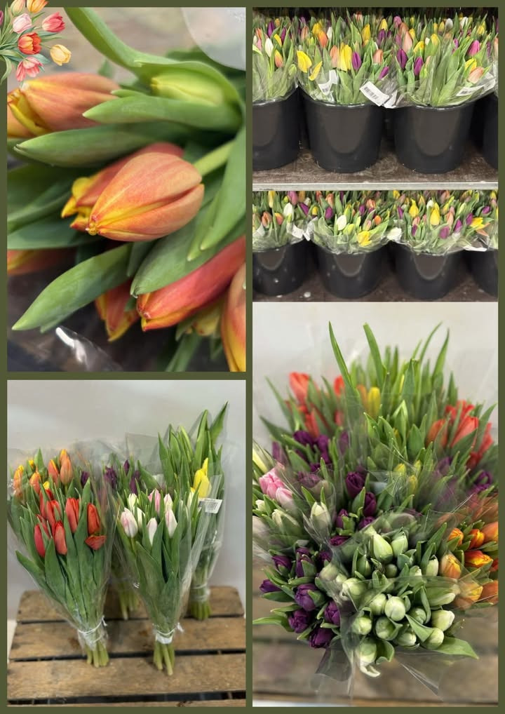 Meny Randers tilbyder friskskårne tulipaner til nedsat pris