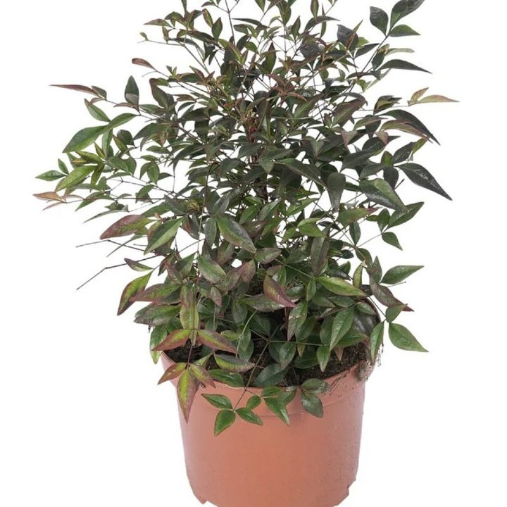 En finger på pulsen i Silkeborg