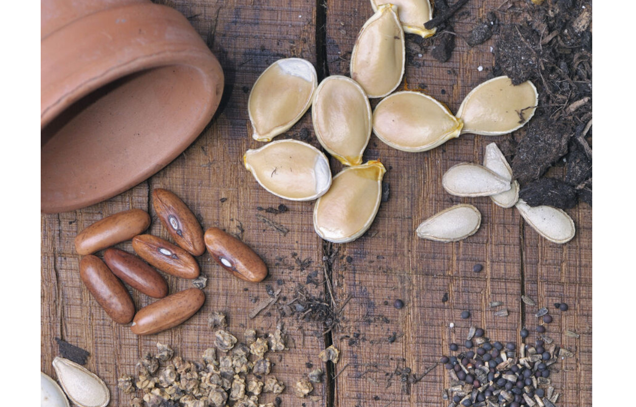 Frø-bombe-værksted: Tag med til gratis lørdagsaktivitet for alle på Skanderborg Bibliotek