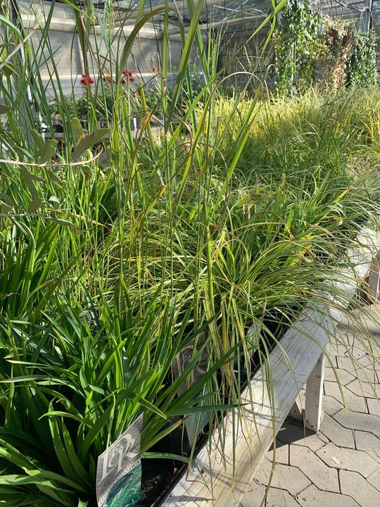 Hold trit med lokalområdet: Nyt fra Brønderslev