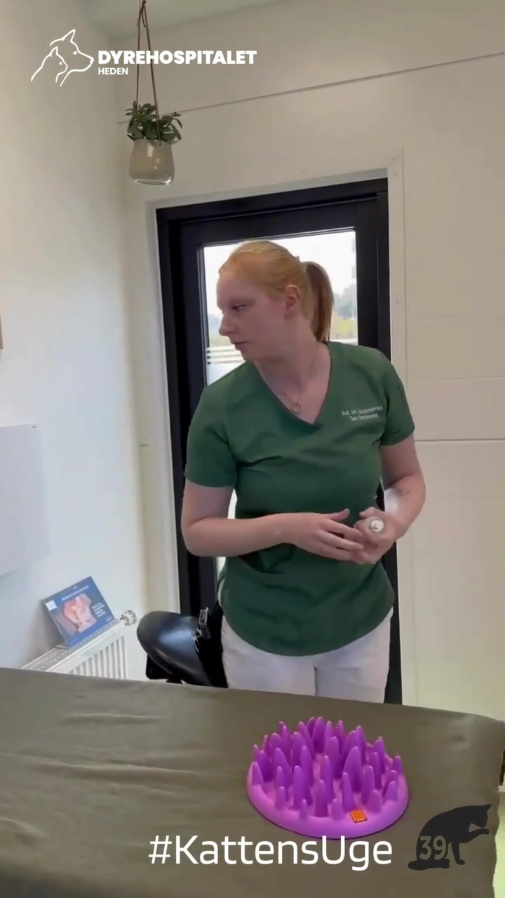 Dyrehospitalet Heden ApS tilbyder trygge konsultationer og goodiebags til katte