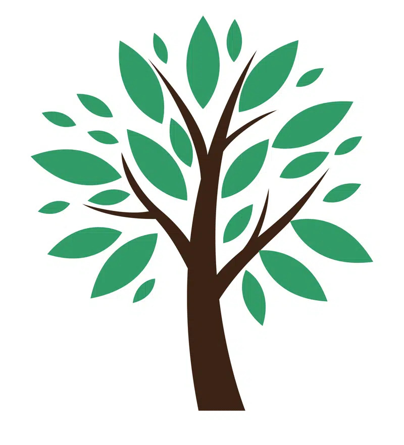 Kolding Kommune fejrer træernes betydning med Årets Træ-konkurrence 2025