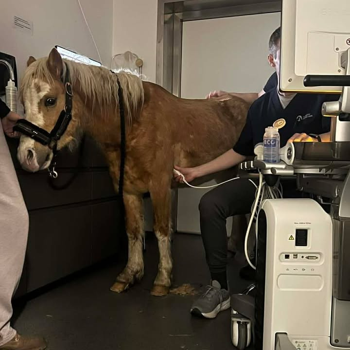 Vodskov Dyreklinik undersøger ponyen Diablos hjerteproblemer