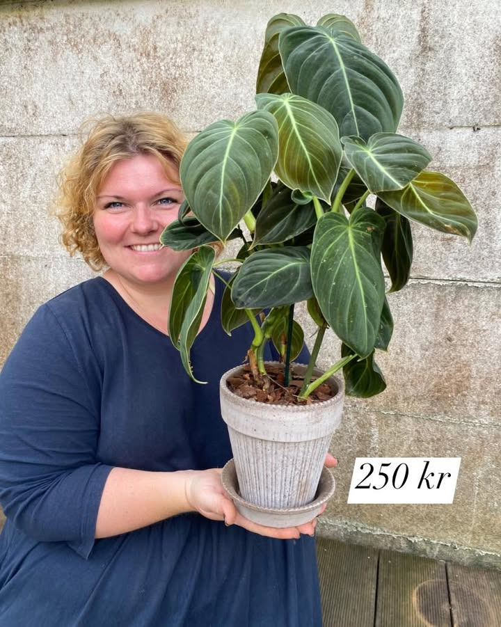 Florist Pernille DB tilbyder Bergs Potter til dine vindueskarme