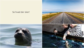 Vintervandring, sælsafari og hajfodring - Udforsk Thyborøns spændende aktiviteter i den kommende uge