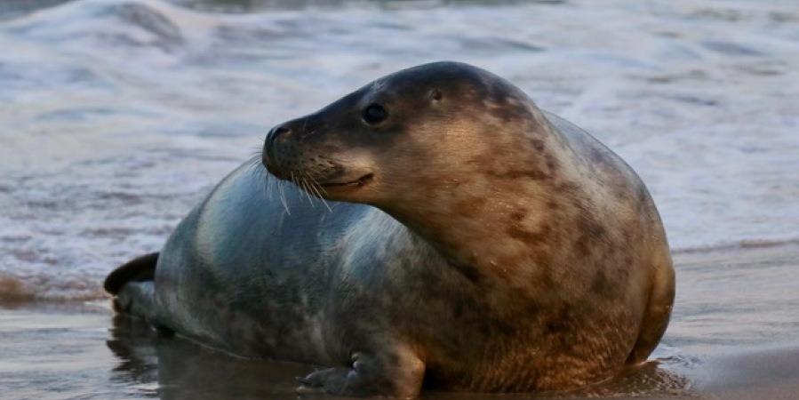 Oplev Vadehavets magi: Østersture og dyreliv på Rømø