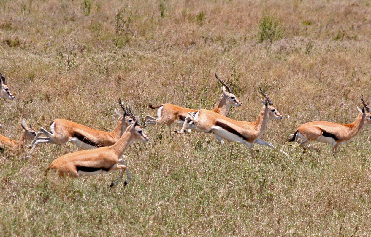 Årets Gazelle-virksomheder i Holstebro Kommune
