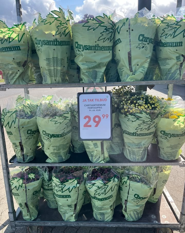 Spar Fårup lokker med torsdags hug på krysantemum til kun 29,99 kr