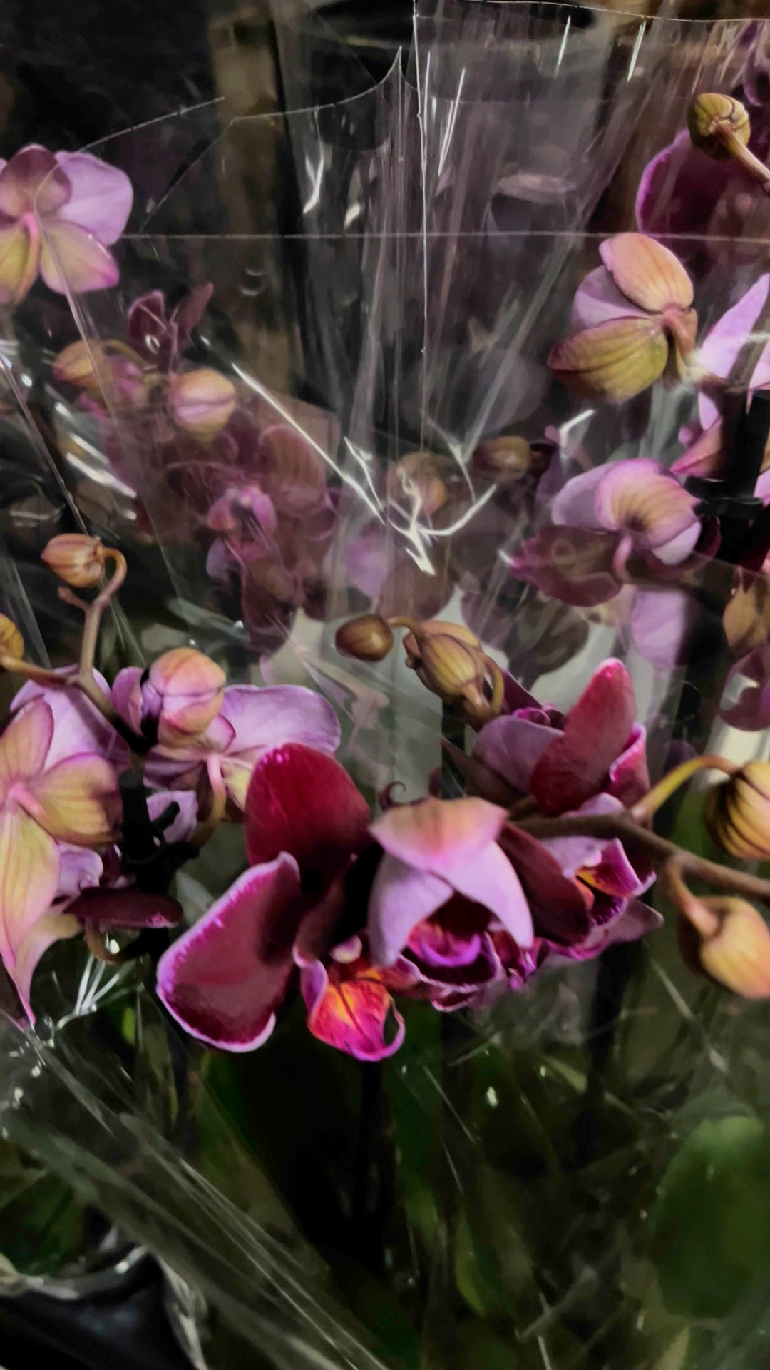 Midtjysk Blomstermarked: Eksklusive orkideer til nedsat pris 79,95 kr. per styk – skriv 'Ja tak' for at bestille i dag